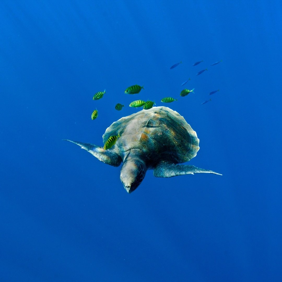 Sea Turtle