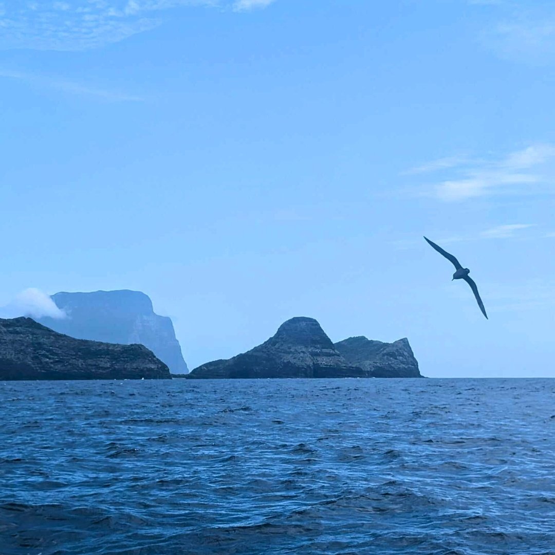 Seabirds swoop