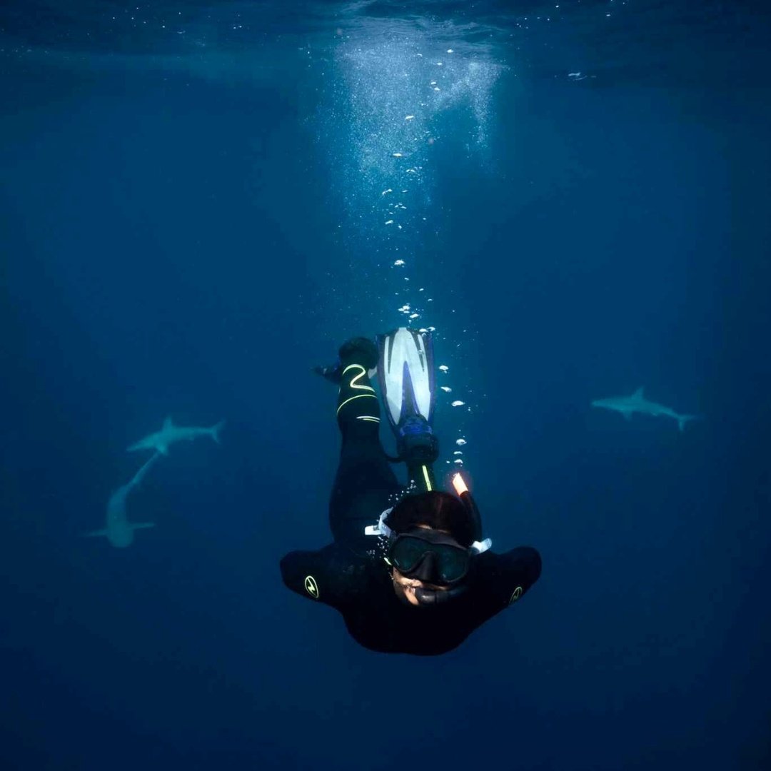 Galapagos Sharks