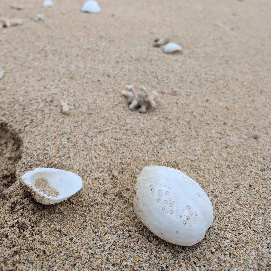 Beach shells on Lord Howe Island