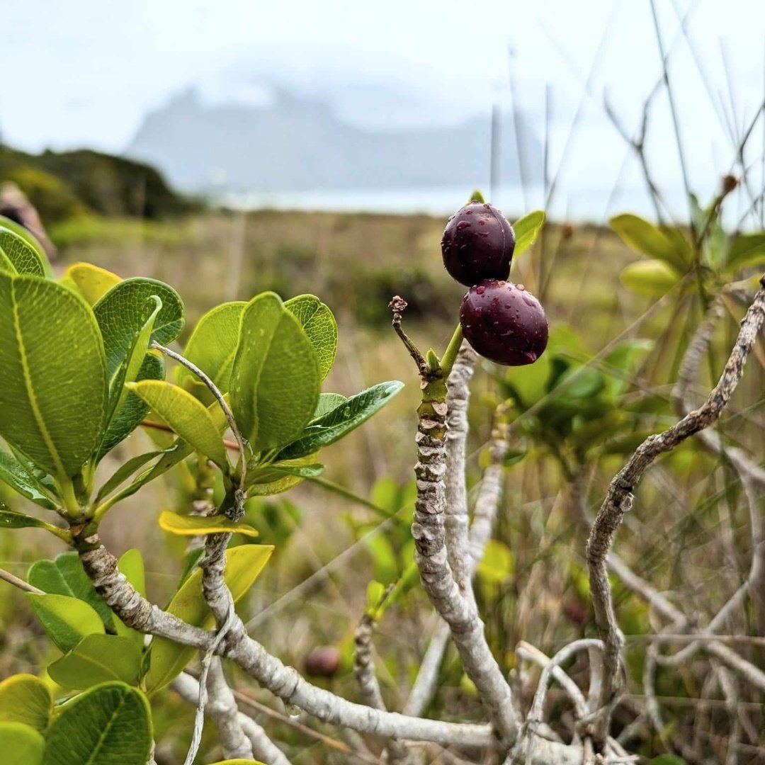 Local flora