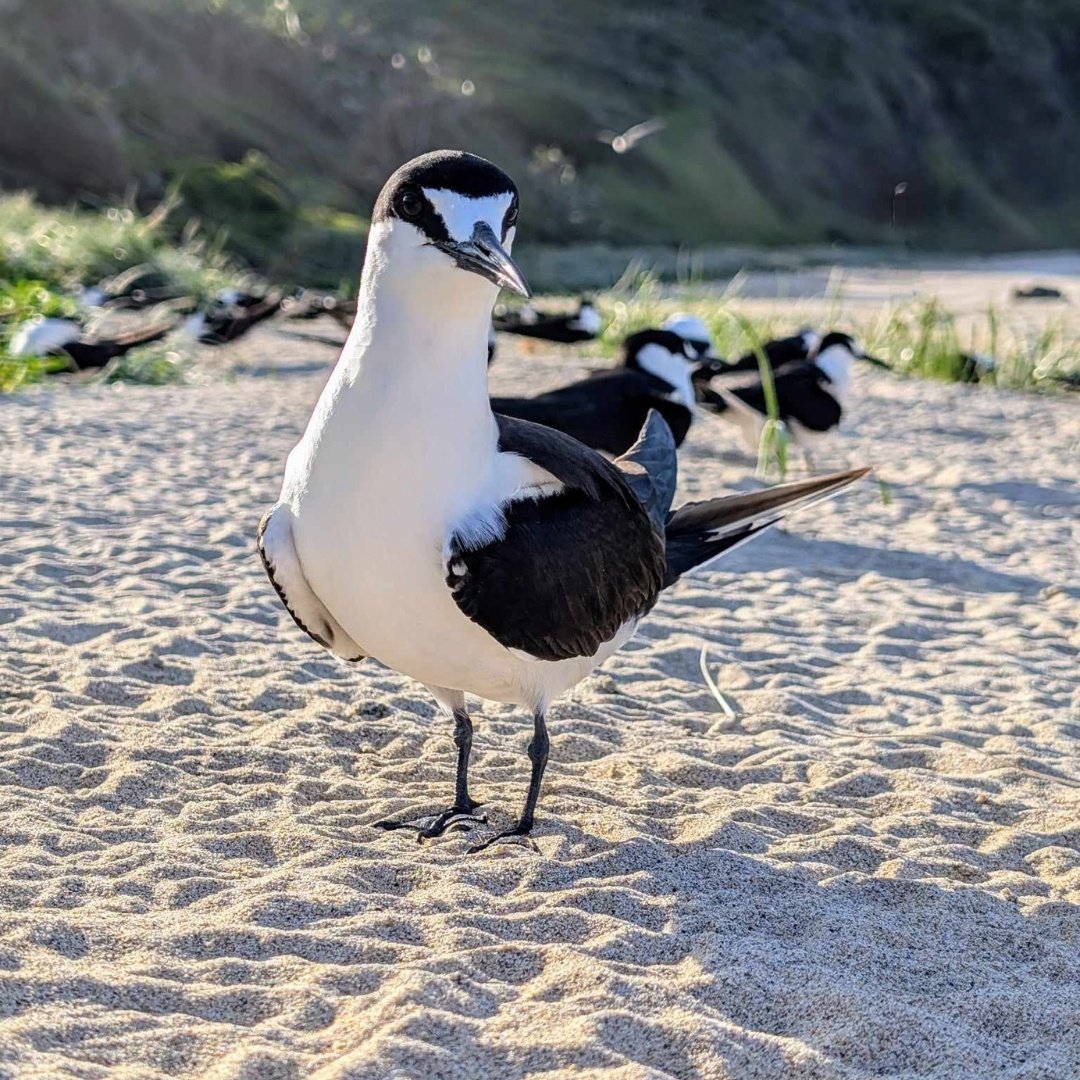 Sooty tern