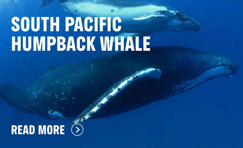 South Pacific Humpback Whale