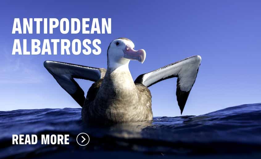 Antipodean albatross