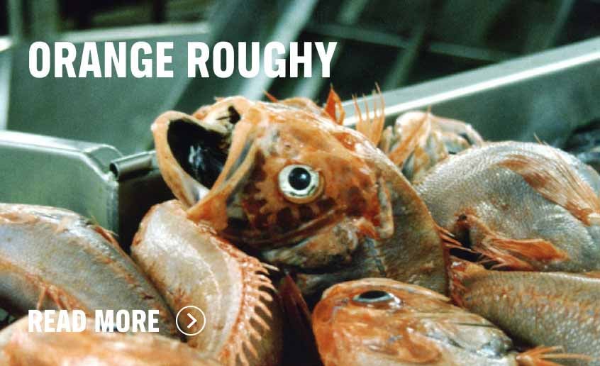 Orange Roughy