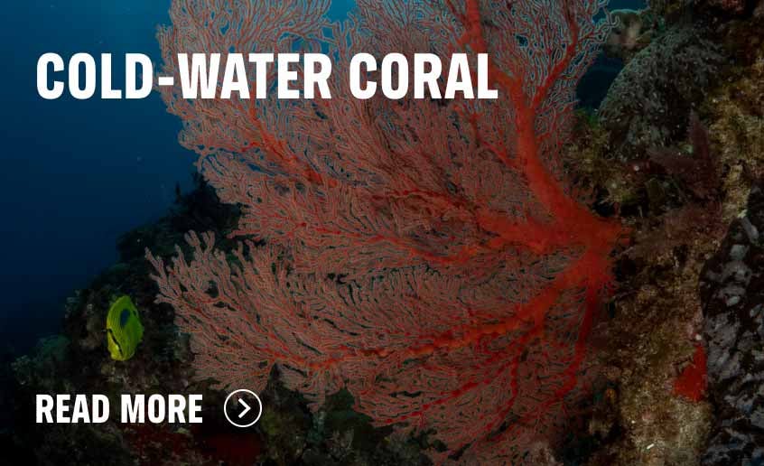 Cold-water coral