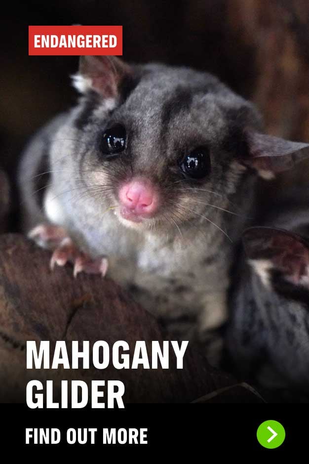Mahogany Glider Endangered
