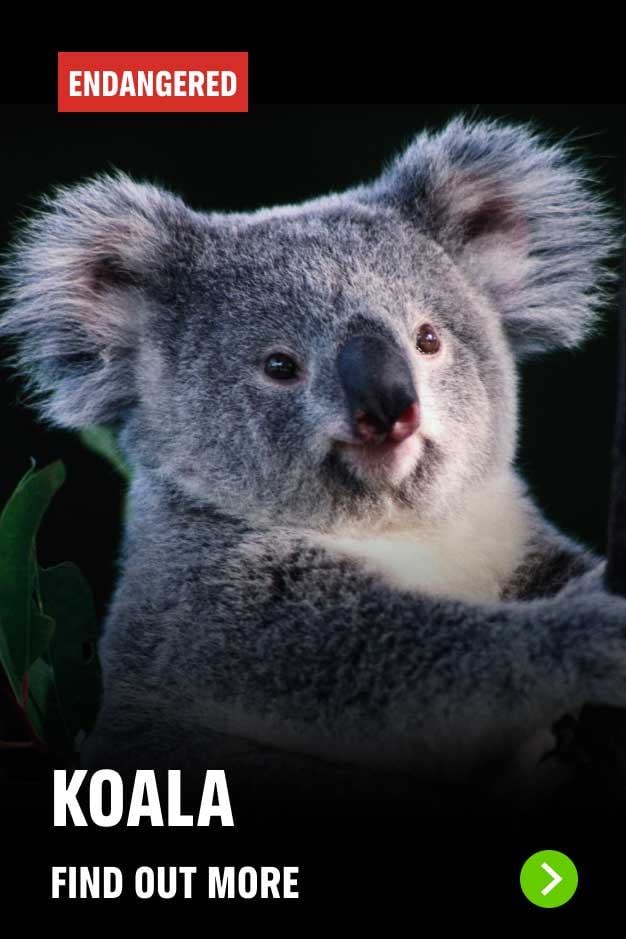 Koala Endangered