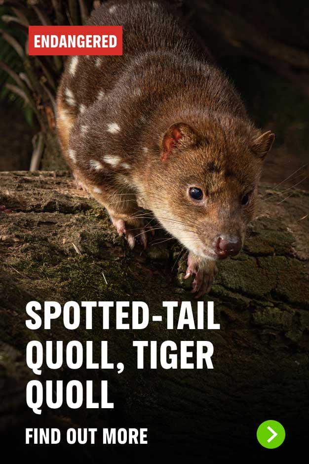 Spotted Tail Quoll Endangered