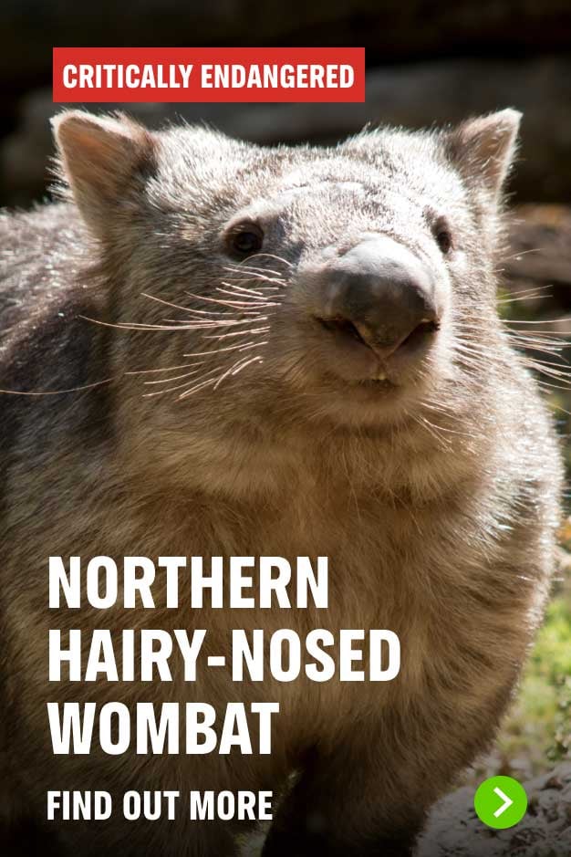 Wombat Critically Endangered